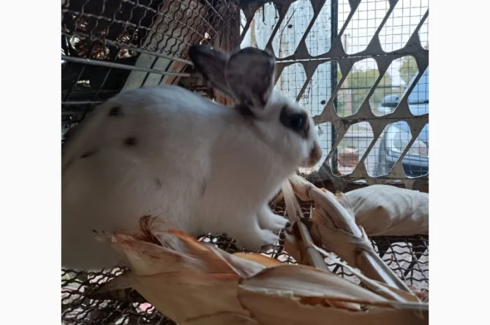 Продам кроличку на плем'я- фото № 4