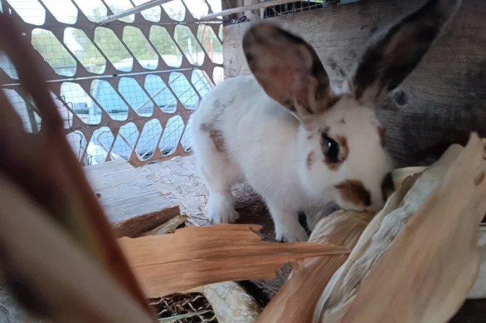 Продам кроличку на плем'я- фото № 5