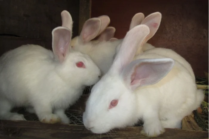 Племенные кроли разных пород- фото № 1