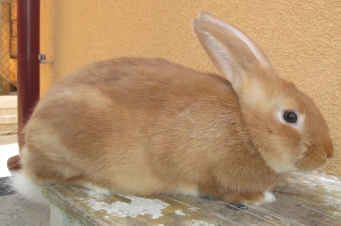 Племенные кроли разных пород- фото № 2