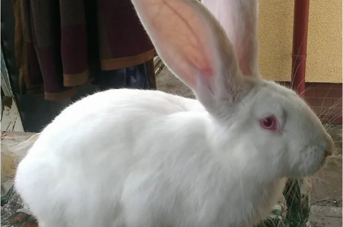 Мясные кролики породы Белый панон- фото № 1