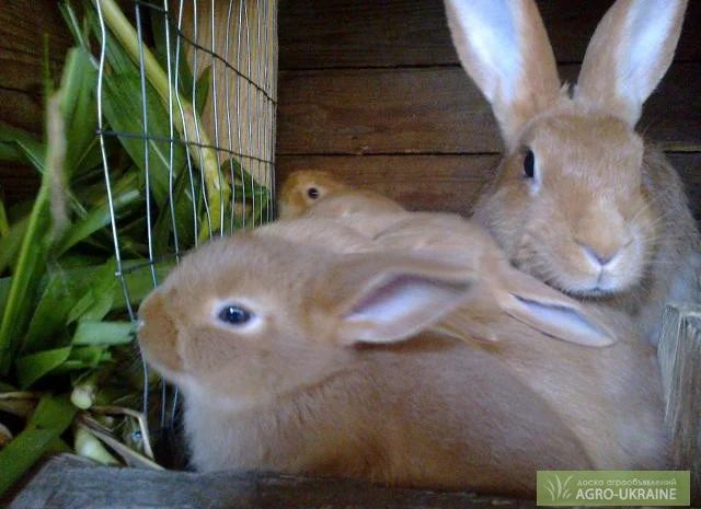Кролики мясной породы - Бургундцы- фото № 1