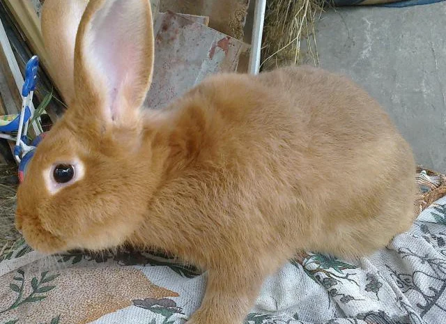 Кролики мясной породы - Бургундцы- фото № 2