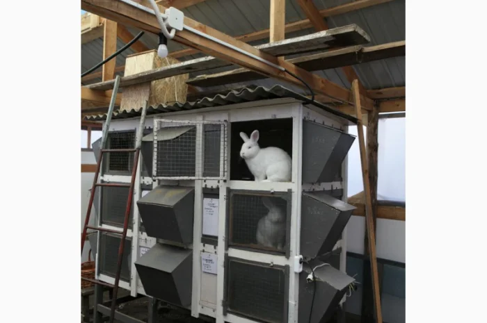 Кролики на племя Строкач, Новозеландска Біла- фото № 4