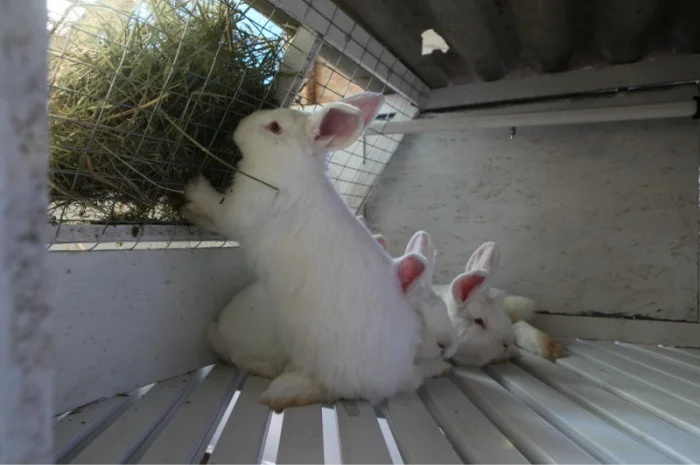 Кролики на племя Строкач, Новозеландска Біла- фото № 3