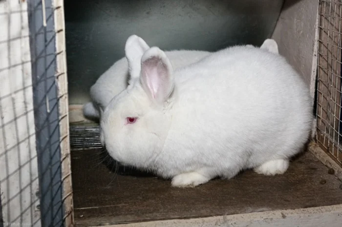 Кролики на племя Строкач, Новозеландска Біла- фото № 1