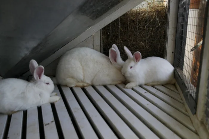 Кролики породи Новозеландска Біла (НЗБ)- фото № 2