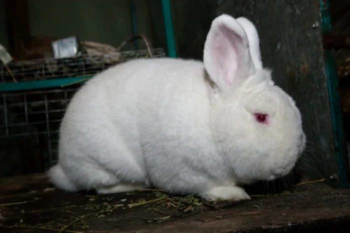 Кролики породи Новозеландска Біла (НЗБ)- фото № 1