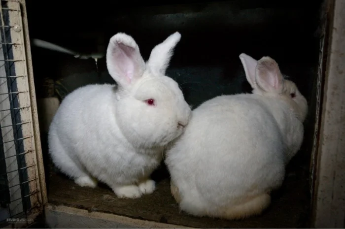 Кролики породи Новозеландска Біла (НЗБ)- фото № 5