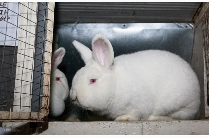 Кролики породи Новозеландска Біла (НЗБ)- фото № 6