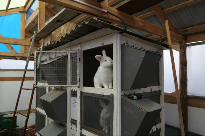 Кролики породи Новозеландска Біла (НЗБ)- фото № 3