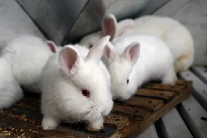 Кролики породи Новозеландска Біла (НЗБ)- фото № 4