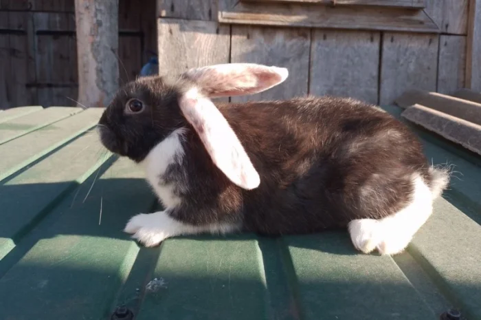 Кролі мішаної породи- фото № 1