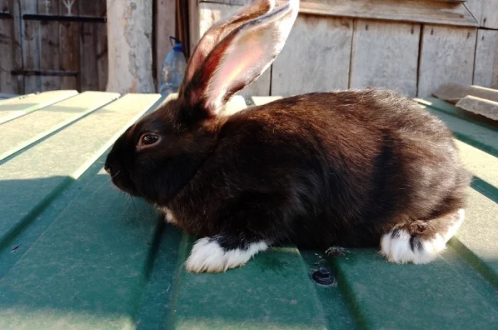 Кролі мішаної породи- фото № 2