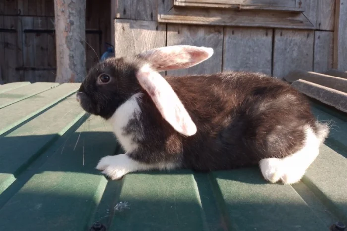 Кролі мішаної породи- фото № 3