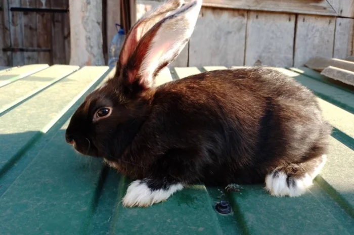 Кролі мішаної породи- фото № 4