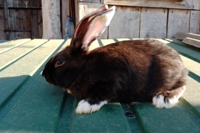 Кролі мішаної породи- фото № 5