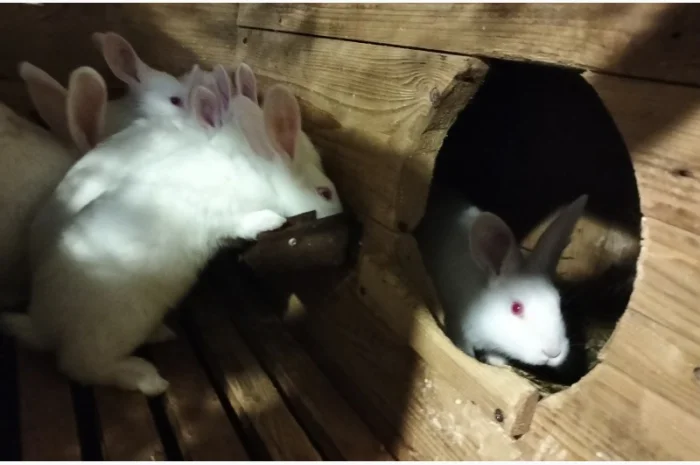 Продам кролів термонців- фото № 1