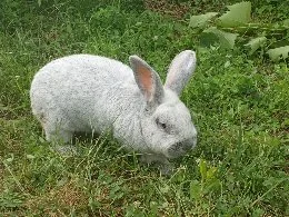 Продам кролів породи європейське срібло- фото № 1