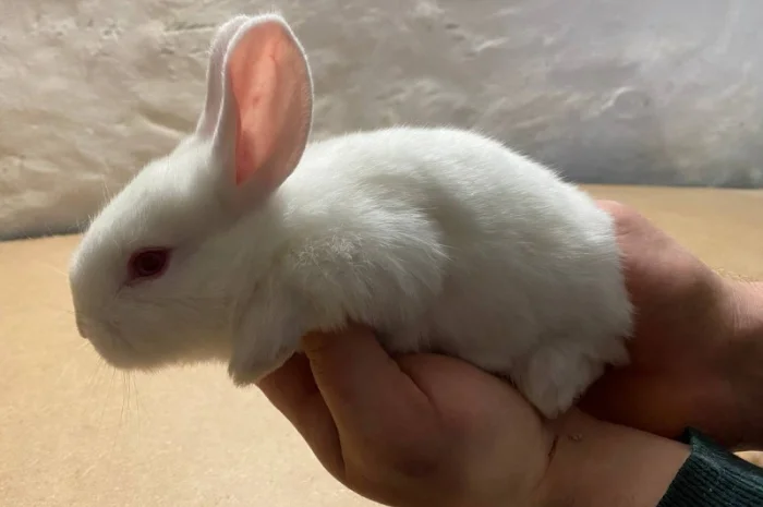 Кролі породи термонська біла- фото № 1