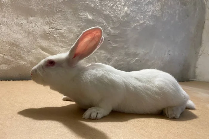 Кролі породи термонська біла- фото № 2