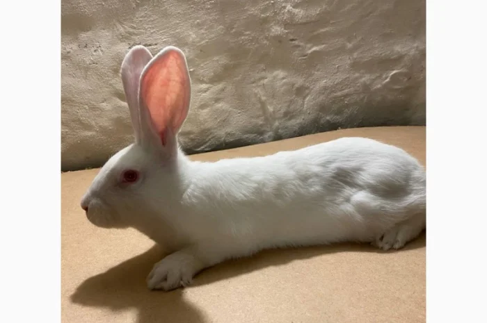 Кролі породи термонська біла- фото № 3