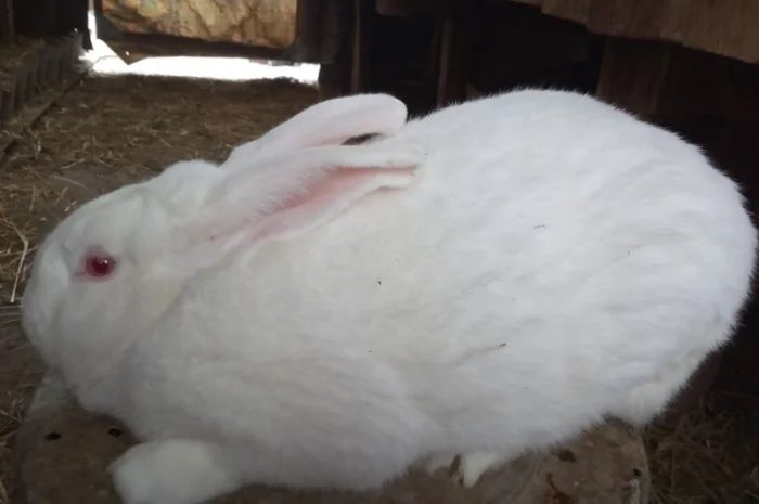 Продам кролів породи термонська біла- фото № 1