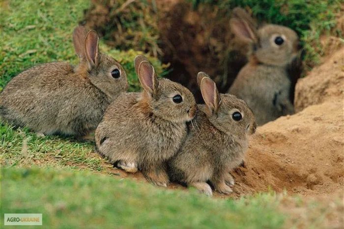 Дикий кролик, мисливський охотничий австралийский кролик- фото № 1
