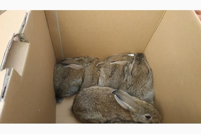 Продам диких австралийских кроликов- фото № 1