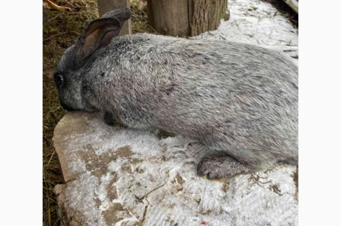 Продам кролі Полтавське Срібло- фото № 1