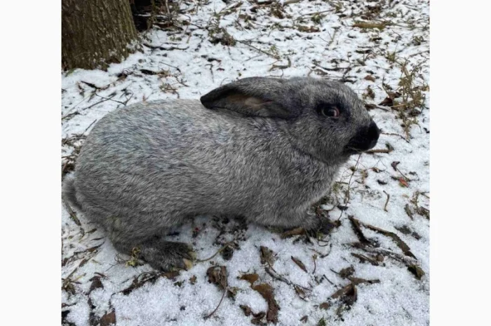 Продам кролі Полтавське Срібло- фото № 2