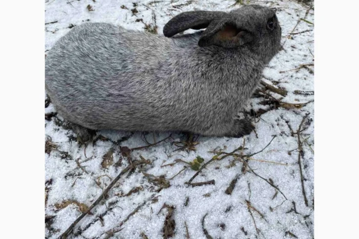 Продам кролі Полтавське Срібло- фото № 3