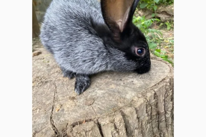 Продам кролі Полтавське Срібло- фото № 4
