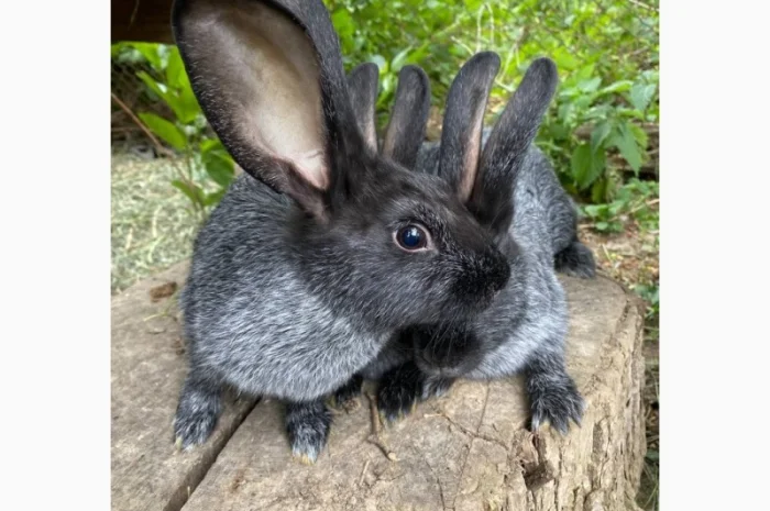 Продам кролі Полтавське Срібло- фото № 5