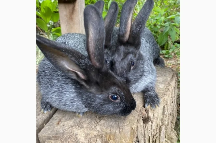 Продам кролі Полтавське Срібло- фото № 6