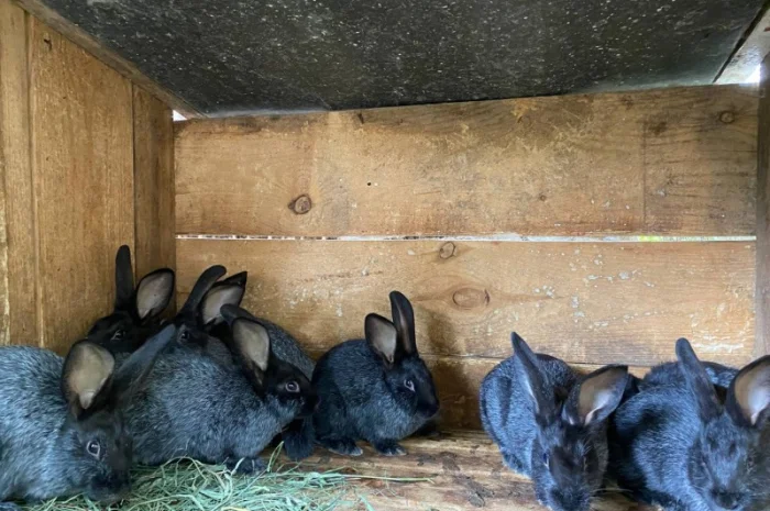 Продам кролі Полтавське Срібло- фото № 7