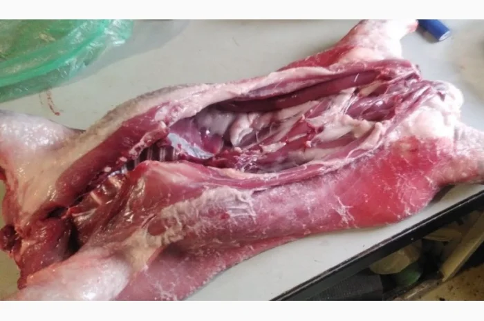 Продам мясо нутрии тушка- фото № 1