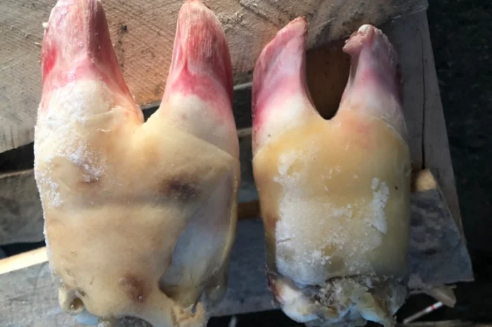 Путовий суглоб, ніжки свині- фото № 1