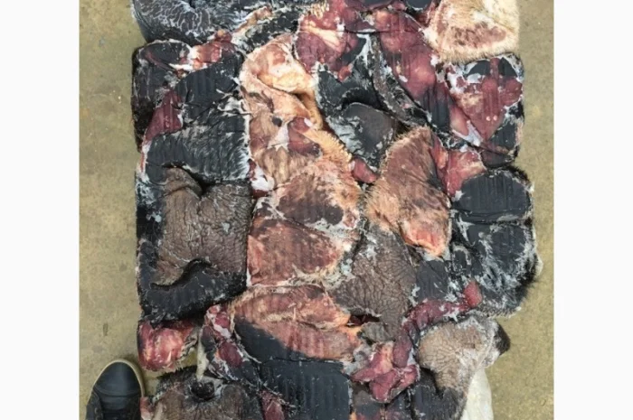 Продам Уши, Губы в шерсти говяжьи- фото № 1