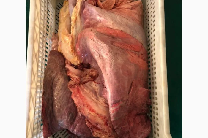 Субпродукты говяжьи и конские- фото № 3