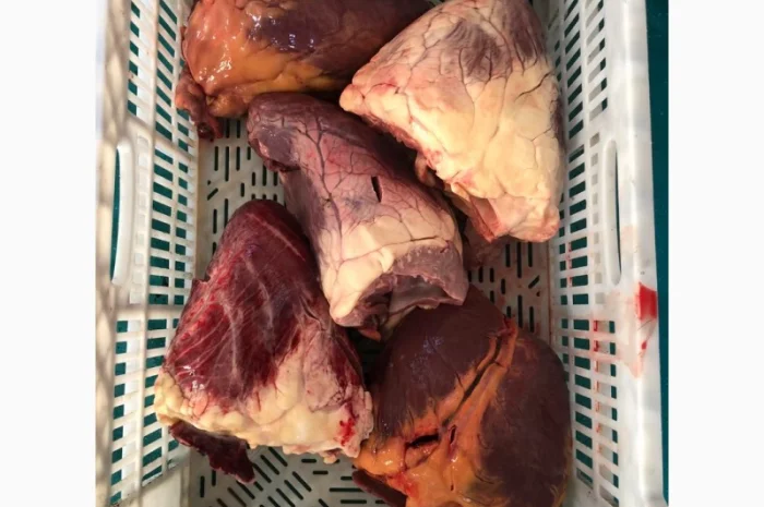 Корм для собак: субпродукты говядины и конины- фото № 12