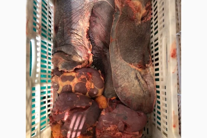 Корм для собак, субпродукты, мясо- фото № 7