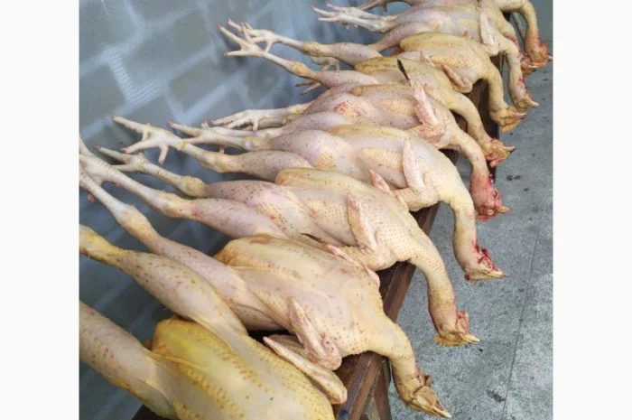 Півні, кури, індики, бройлери- фото № 1