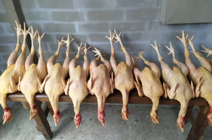 Півні, кури, індики, бройлери- фото № 4