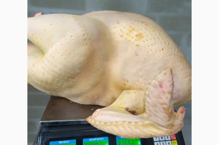 Півні, кури, індики, бройлери- фото № 5