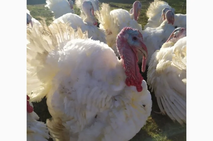 Півні, кури, індики, бройлери- фото № 6