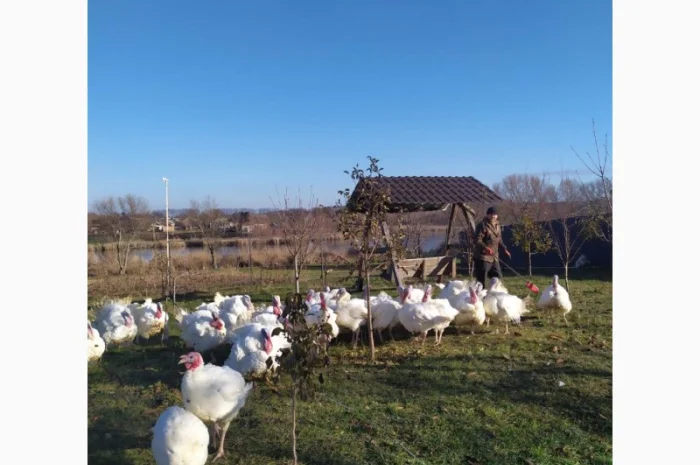 Півні, кури, індики, бройлери- фото № 7