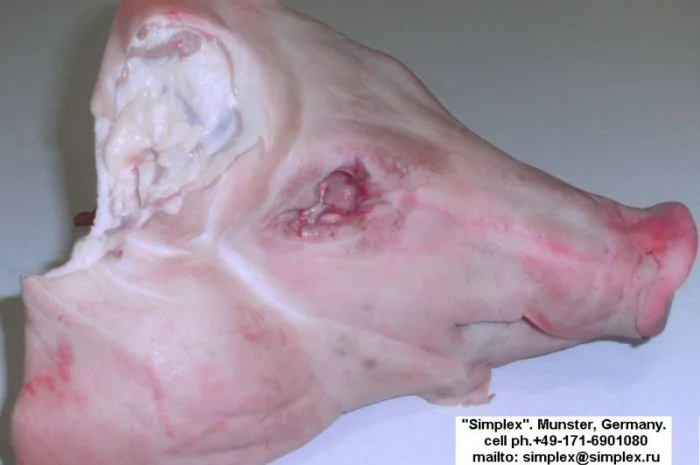 Субпродукты. шпик. мясная обрезь цены на simplexmeat.de- фото № 2