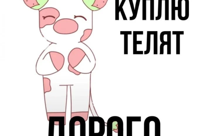 Куплю телята бычки КРС- фото № 1