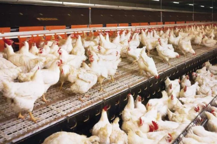 Купим на постоянной основе мясо Свинины,  Говядины,  Телятины,  Баранины- фото № 1